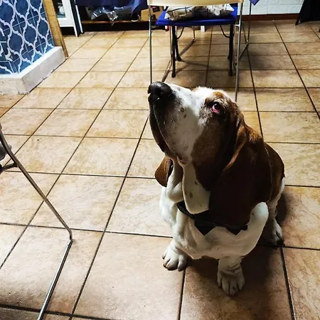 호텔 San Desiderio 라팔로